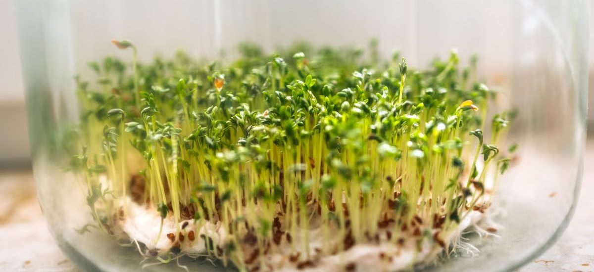Close-up of fresh cress sprouts growing in a glass bowl, symbolizing growth and freshness.