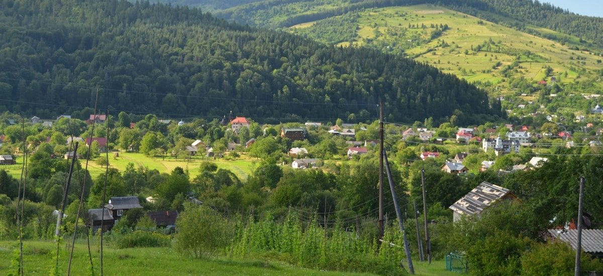 field of trees near mountain